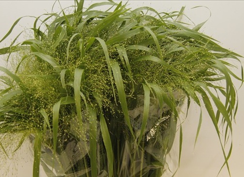 PANICUM FIREWORK